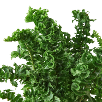 Nephrolepis Exaltata 'Emina' Fern