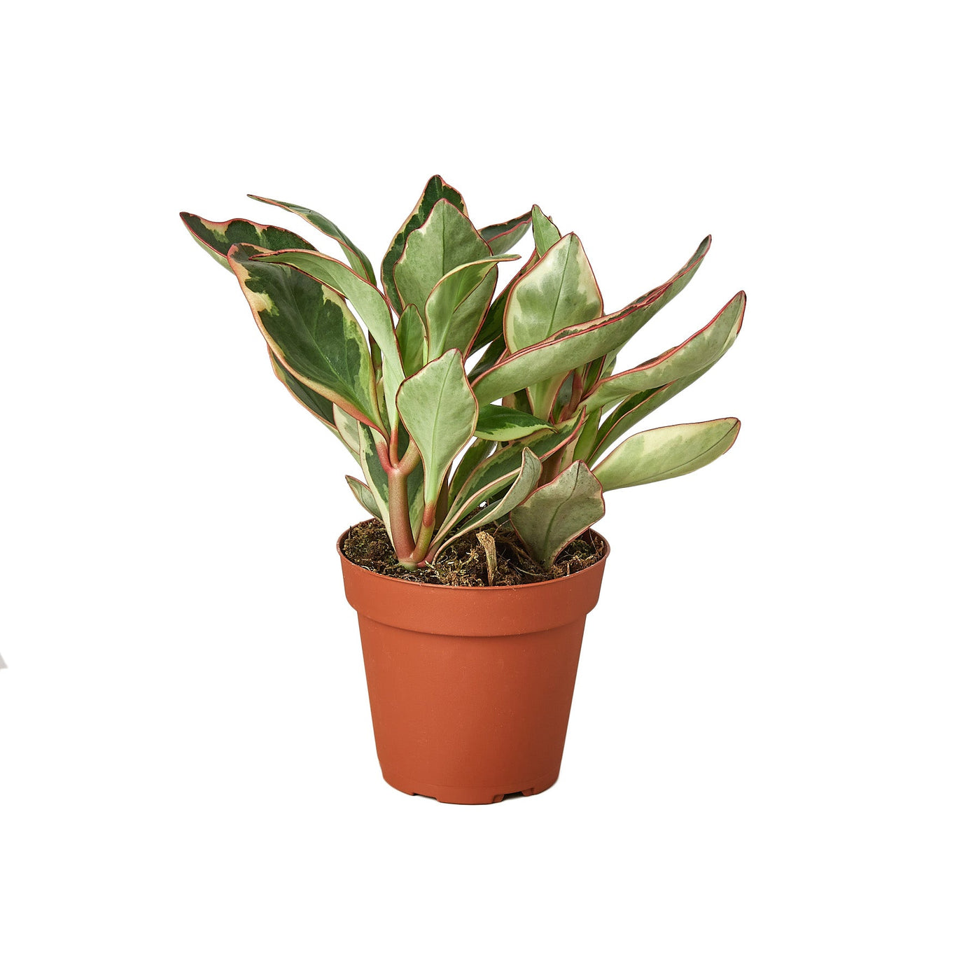 Peperomia Clusiifolia 'Ginny'