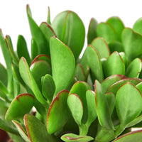 Crassula 'Jade' Succulent