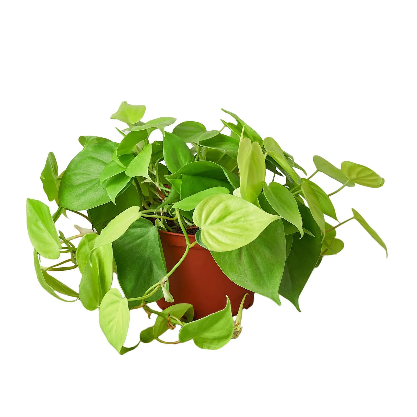 lime heart leaf philodendron Philodendron 'Neon' 4" Pot