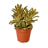 Kalanchoe Tomentosa 'Chocolate Soldier' Succulent - 4" Pot - Bumble Plants