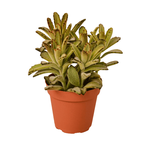 Kalanchoe Tomentosa 'Chocolate Soldier' Succulent - 4" Pot - Bumble Plants