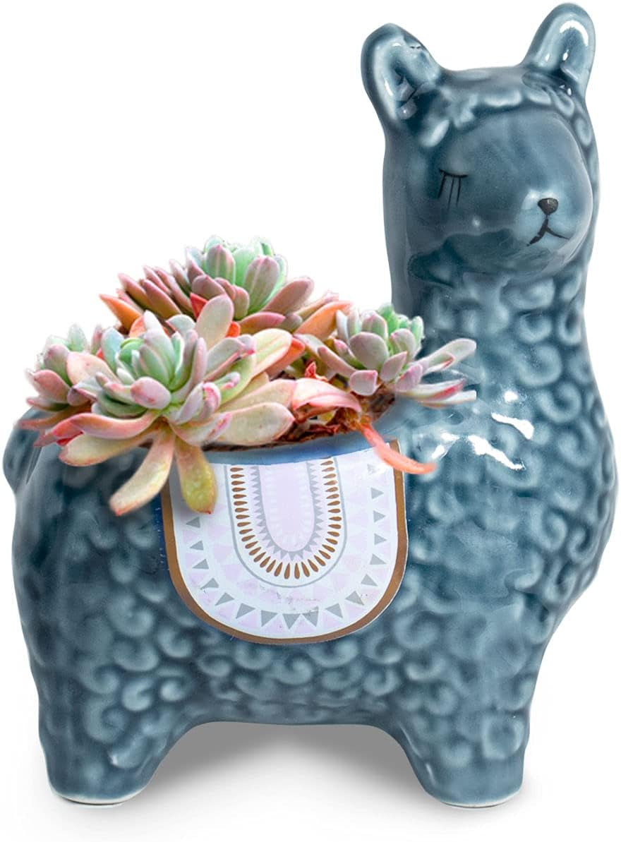 Cute Llama Ceramic Succulent Planter/Plant Pot/Flower Pot/Bonsai Pot, Blue Gray