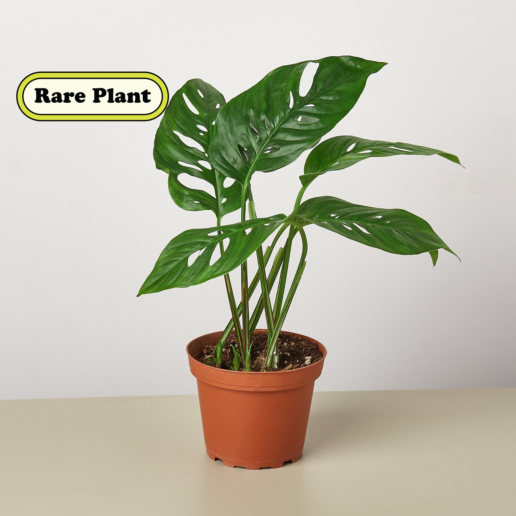 4" potted Monstera Swiss Cheese