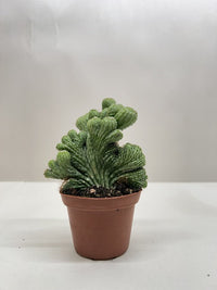 Rhipsalis Cereuscula Cereus Coral Green Cactus