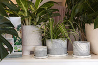 Marengo Pot - Bumble Plants