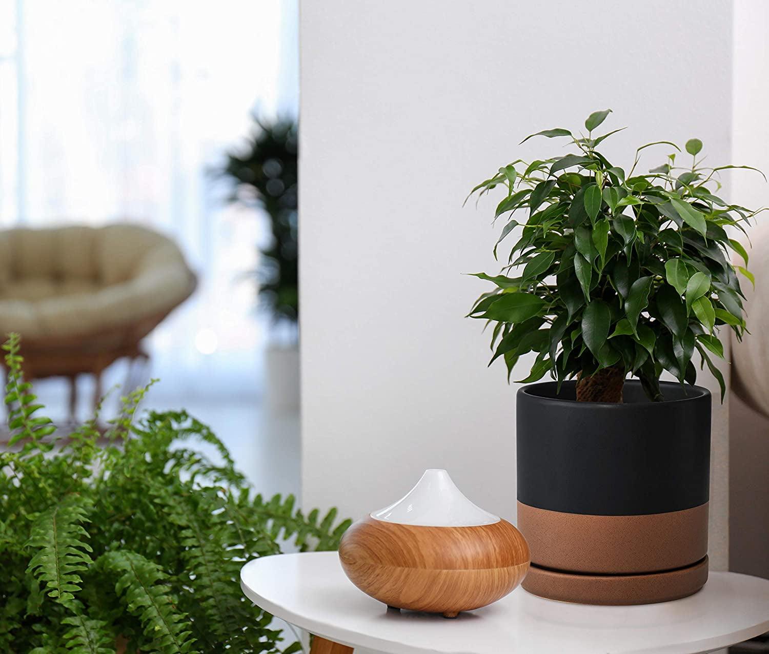 Jet Setter Ceramic Planter Duo (Set of 2) - 6 inch - Bumble Plants