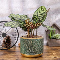 Exotica Luxe Golden Green Plant Pot (set of 2) - Bumble Plants