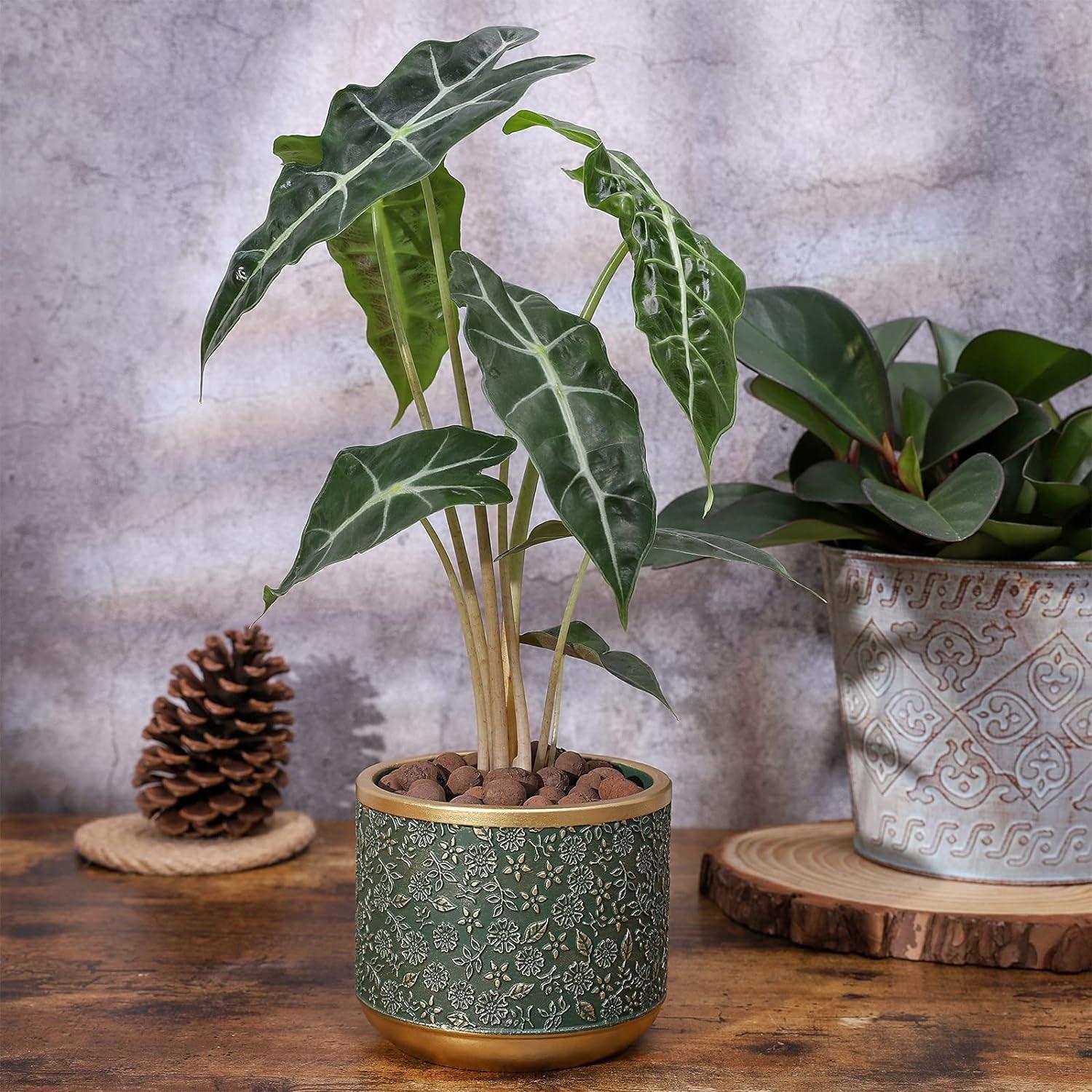 Exotica Luxe Golden Green Plant Pot (set of 2) - Bumble Plants