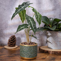 Exotica Luxe Golden Green Plant Pot (set of 2) - Bumble Plants