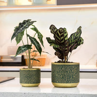 Exotica Luxe Golden Green Plant Pot (set of 2) - Bumble Plants