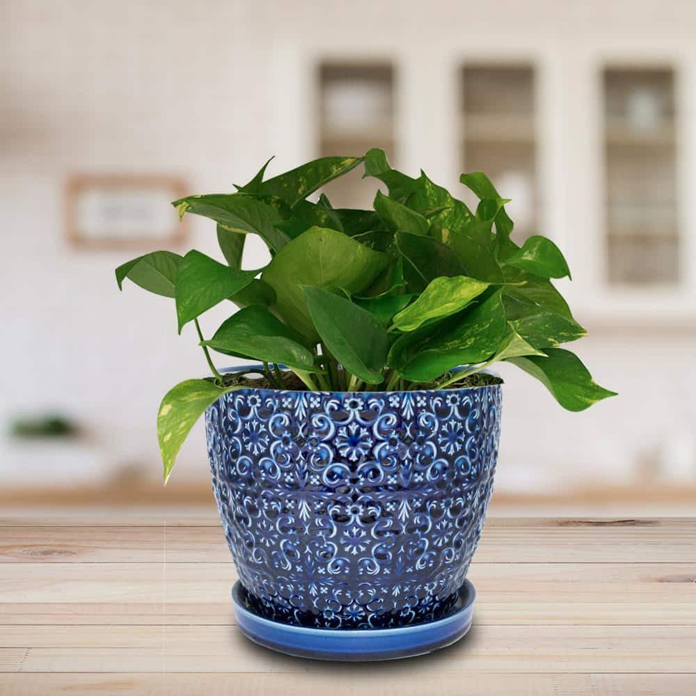 Blue Majesty Mediterranean Bell Ceramic Planter Pot - 10 inch - Bumble Plants