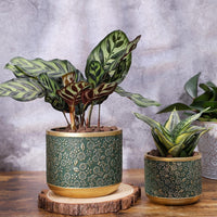 Exotica Luxe Golden Green Plant Pot (set of 2) - Bumble Plants