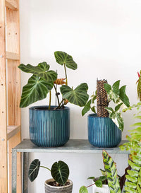 Blue Marine Trio Planters (set of 3) - 8.3+6.9+5.7 Inch - Bumble Plants