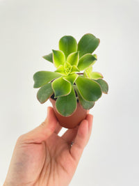 Aeonium 'Kiwi' Succulent - Bumble Plants