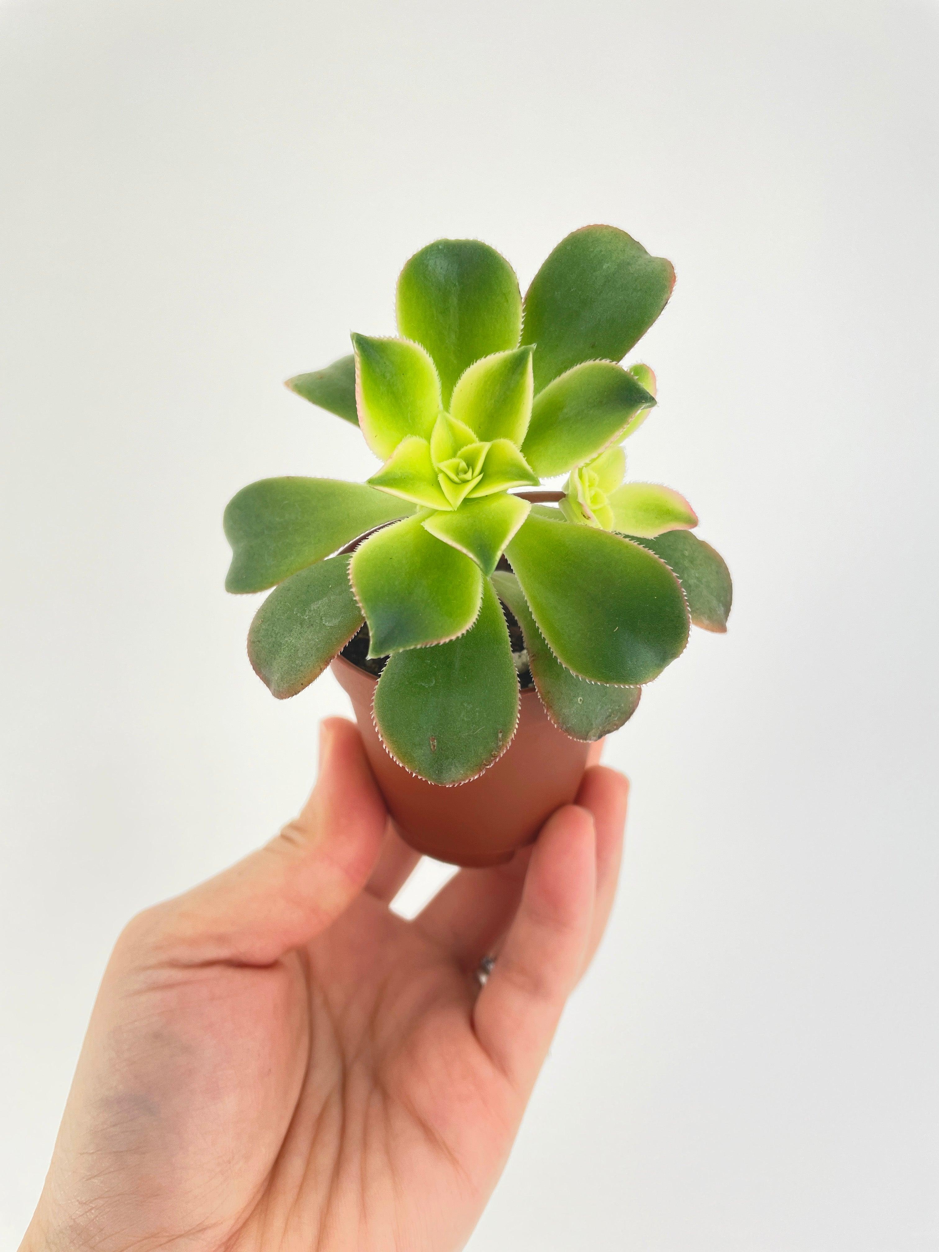 Aeonium 'Kiwi' Succulent - Bumble Plants