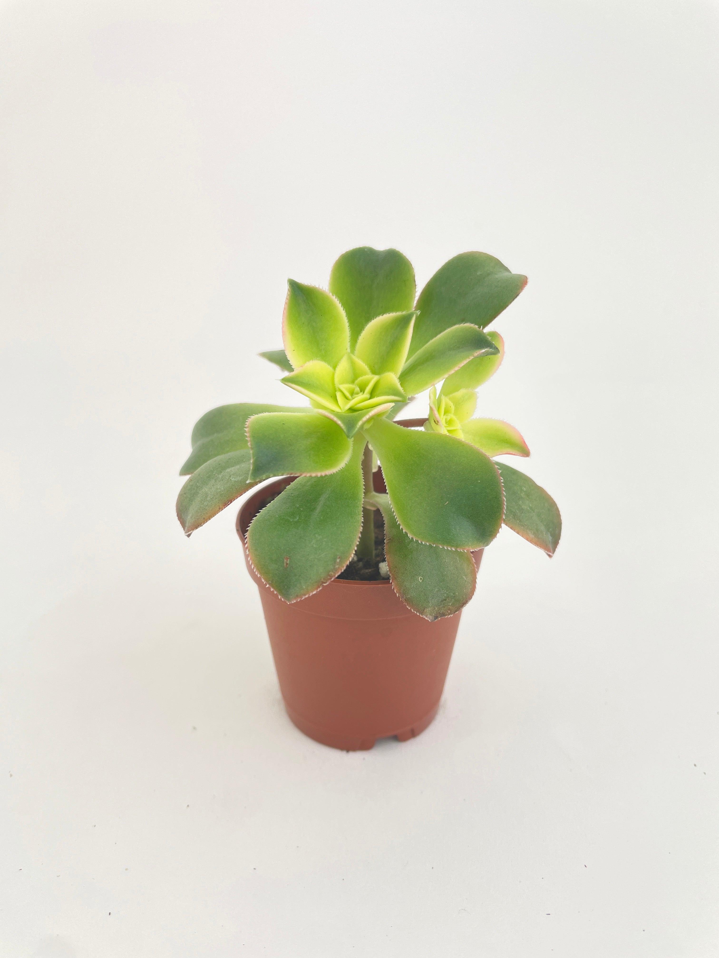 aeonium kiwi succulent care Live Aeonium 'Kiwi' Succulent