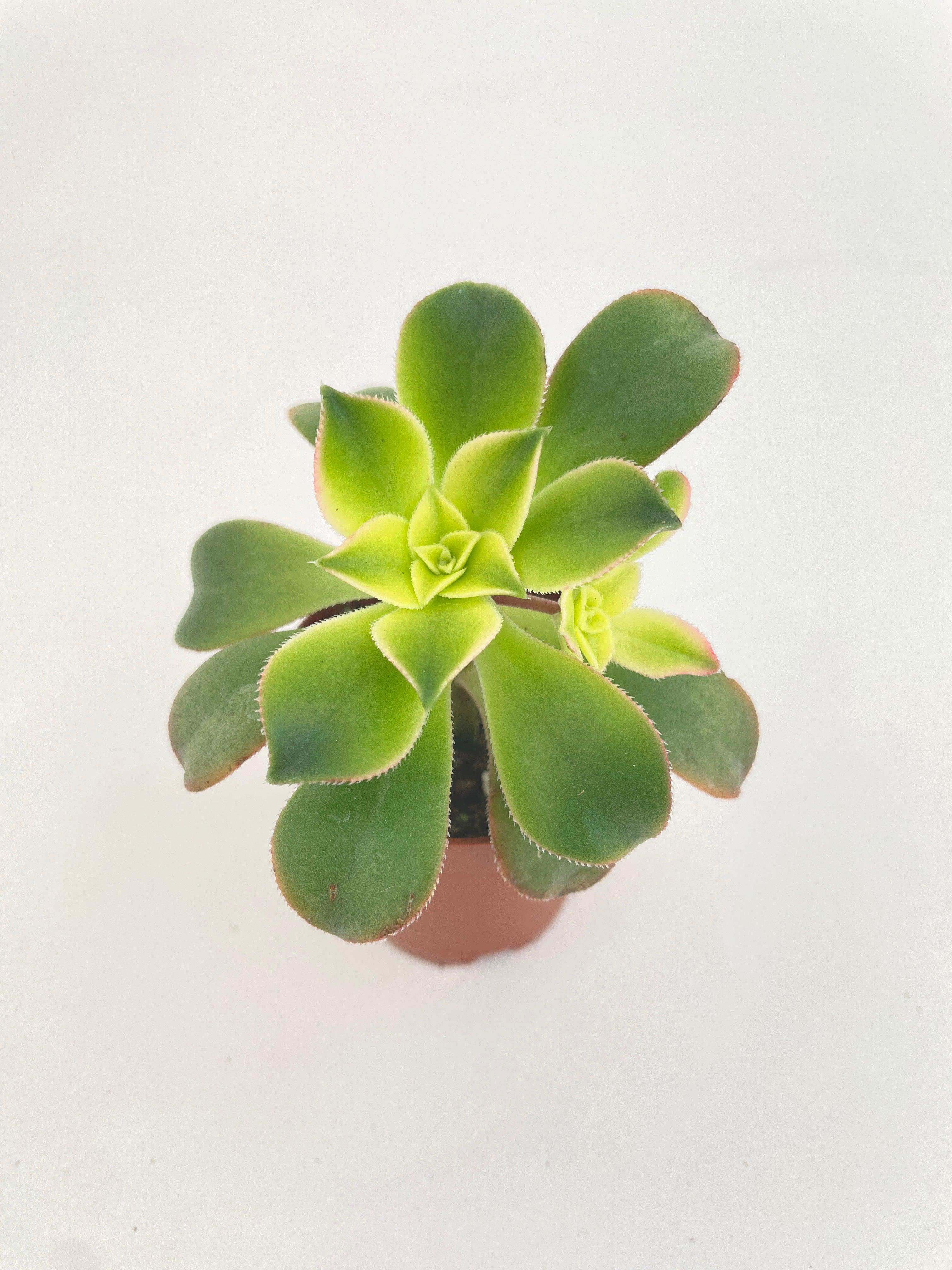 Aeonium 'Kiwi' Succulent - Bumble Plants