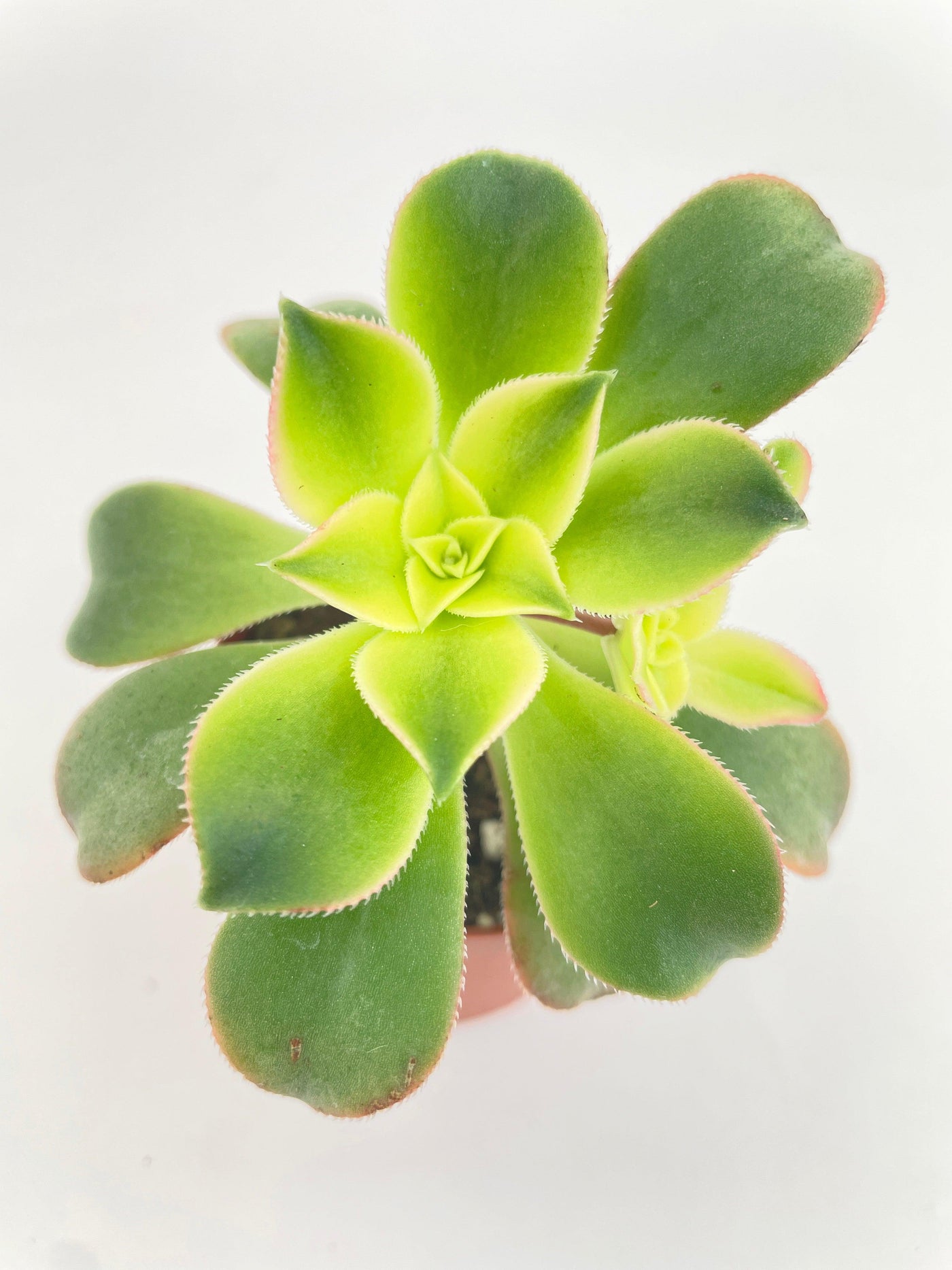 aeonium kiwi succulent care Live Aeonium 'Kiwi' Succulent