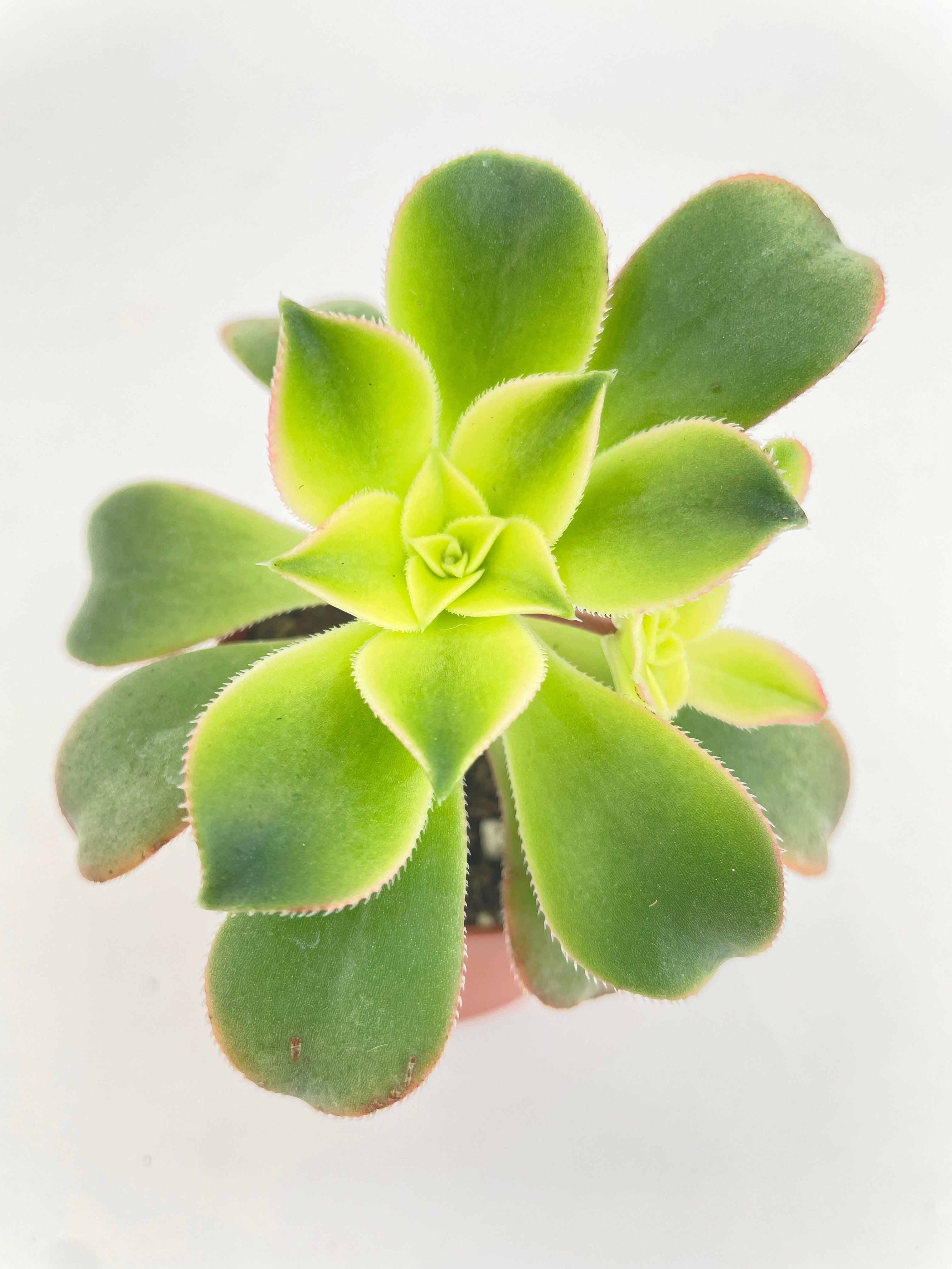 kiwi succulent Live Aeonium 'Kiwi' Succulent