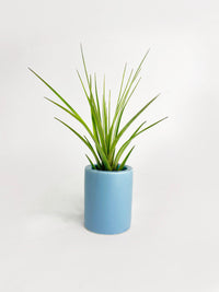 Tillandsia Air Plant Holder - Bumble Plants
