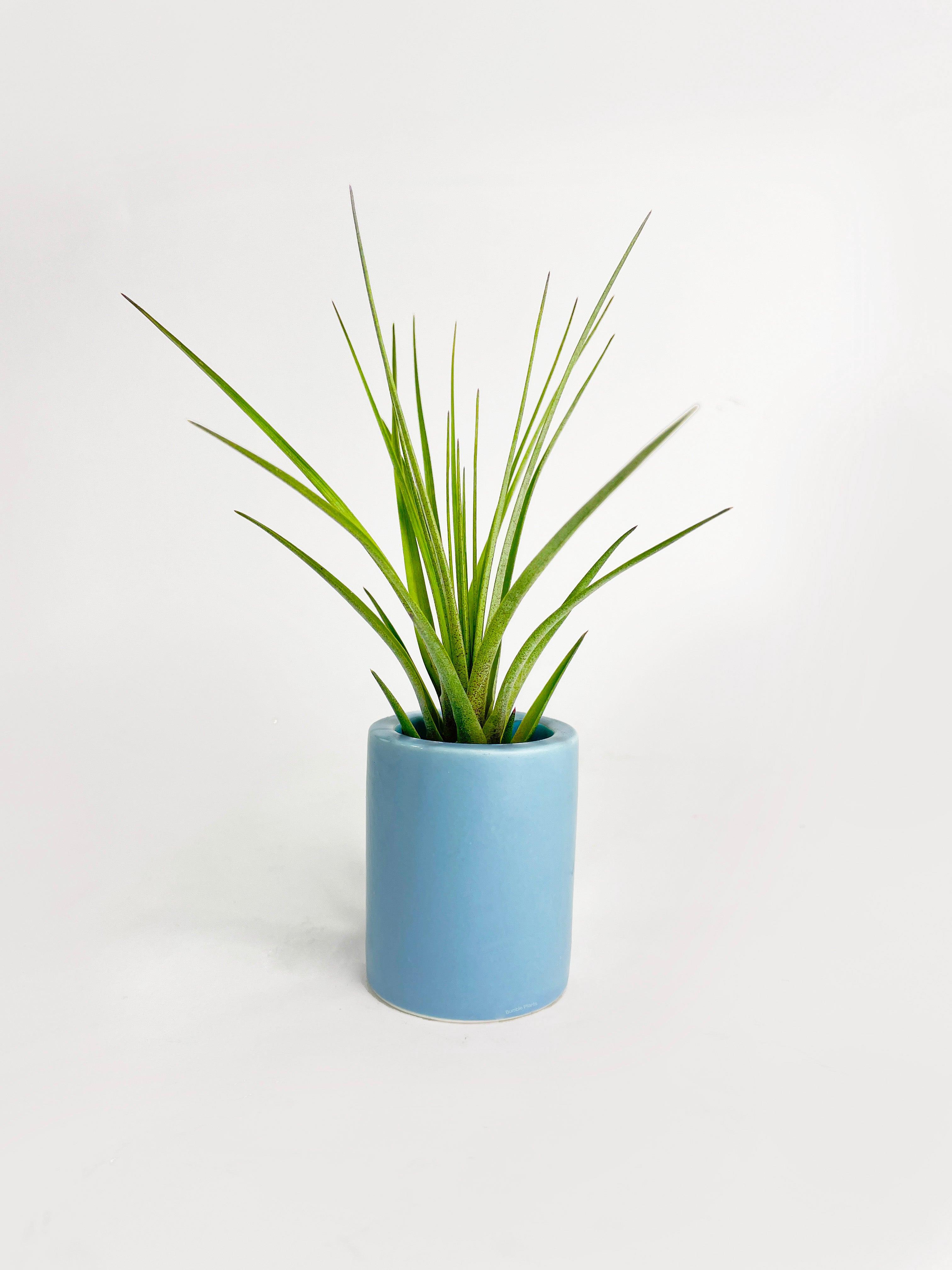Tillandsia Air Plant Holder - Bumble Plants