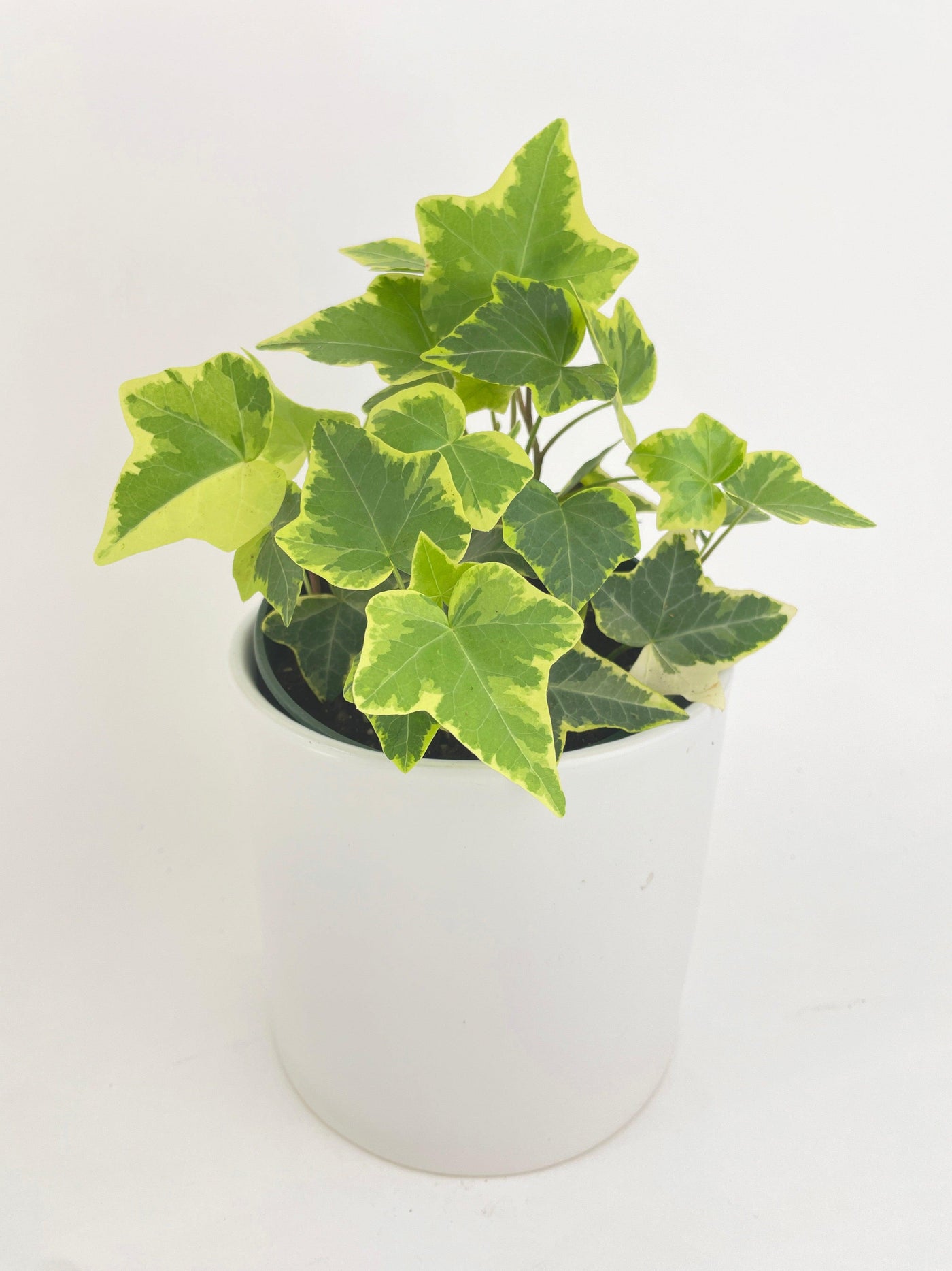 Algeriensis Ivy Hedera Variegata - Bumble Plants