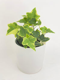 Algeriensis Ivy Hedera Variegata - Bumble Plants