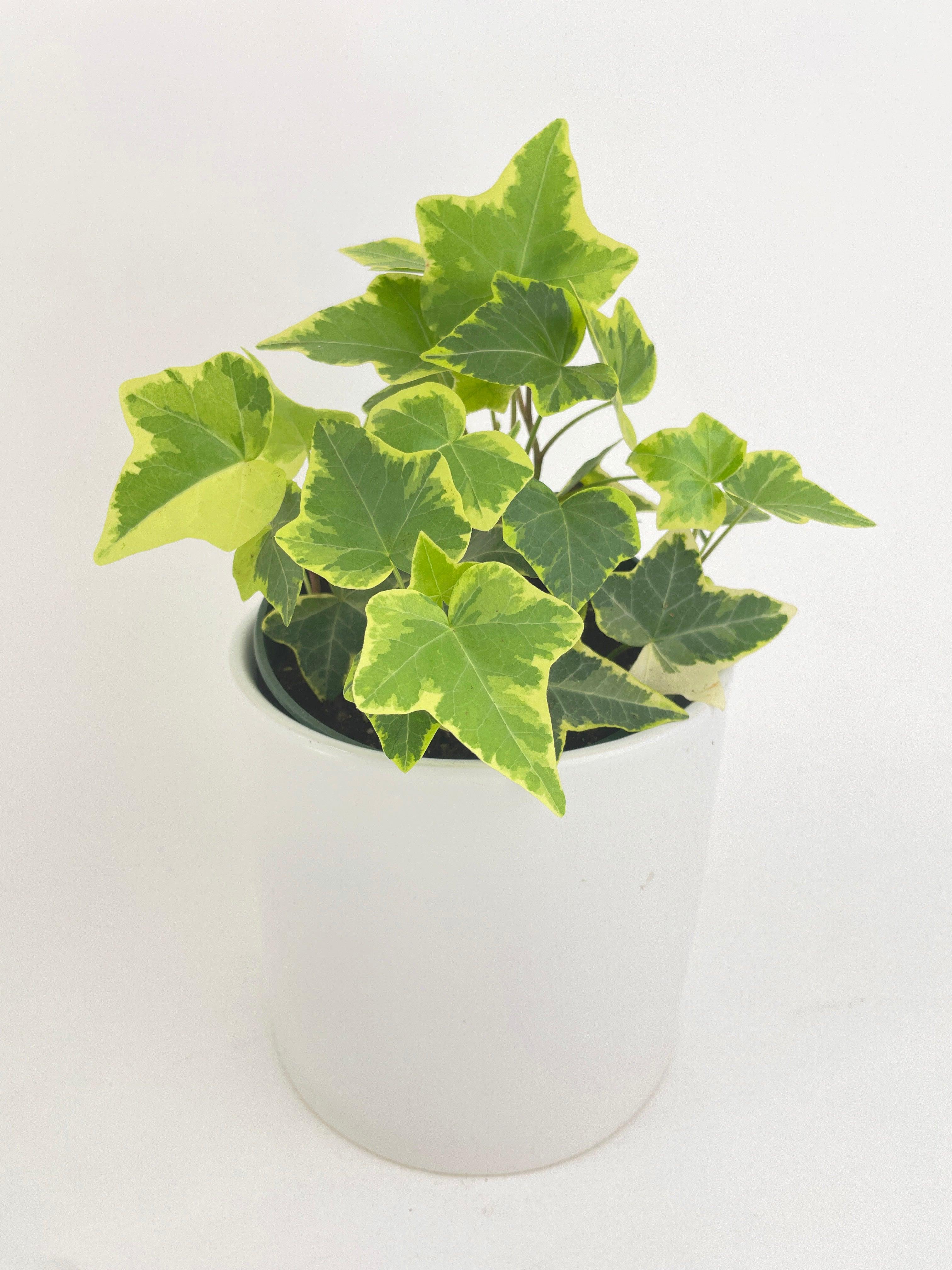 Algeriensis Ivy Hedera Variegata - Bumble Plants