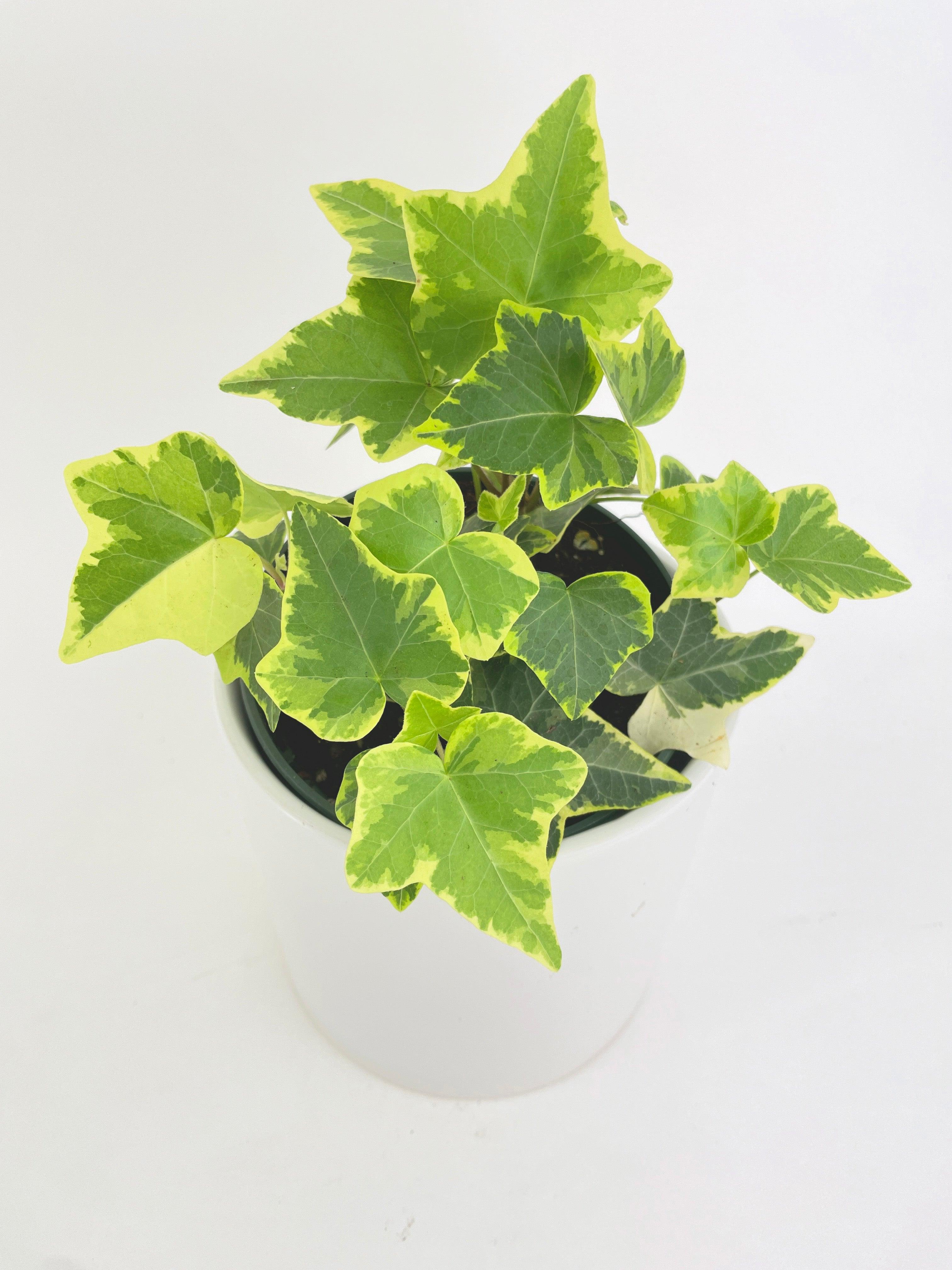 Algeriensis Ivy Hedera Variegata - Bumble Plants