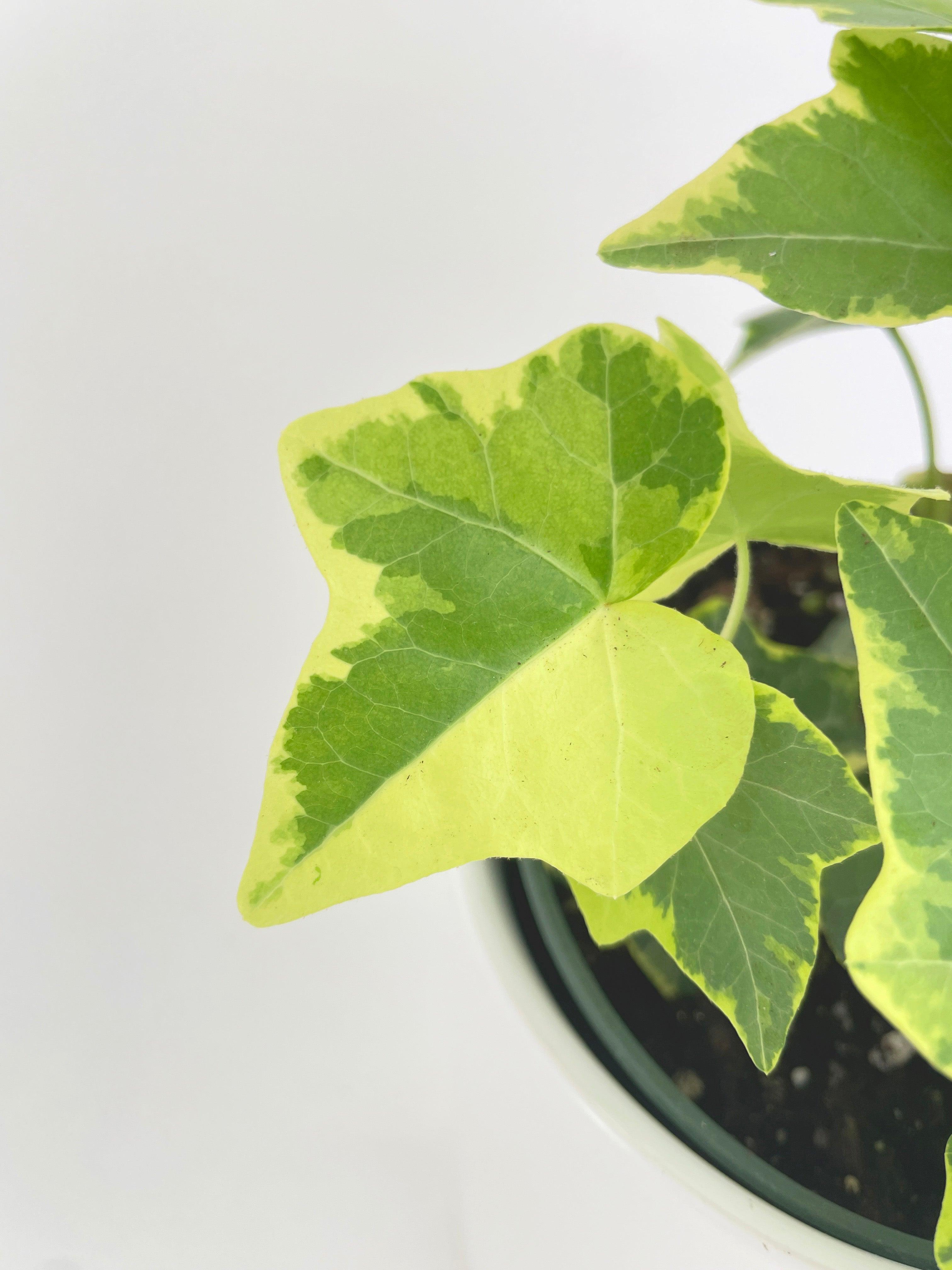 Algeriensis Ivy Hedera Variegata - Bumble Plants