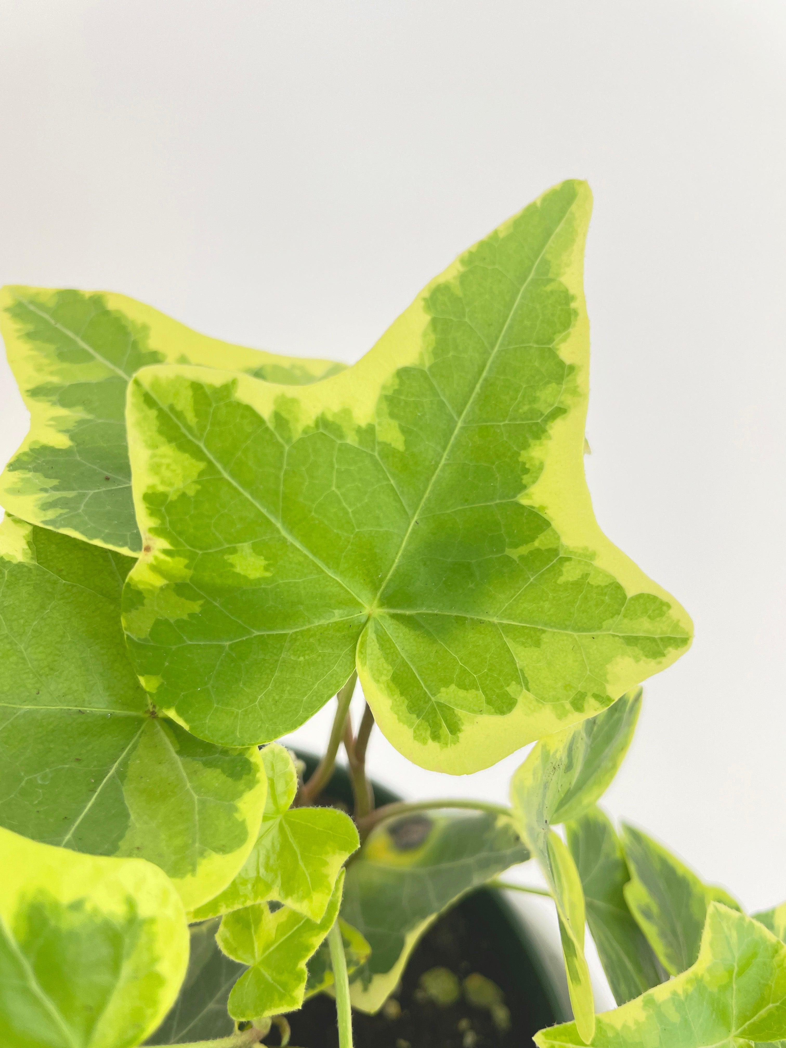 Algeriensis Ivy Hedera Variegata - Bumble Plants