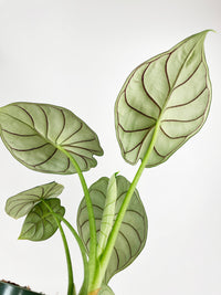 Alocasia Baginda 'Dragon Scale' - Bumble Plants