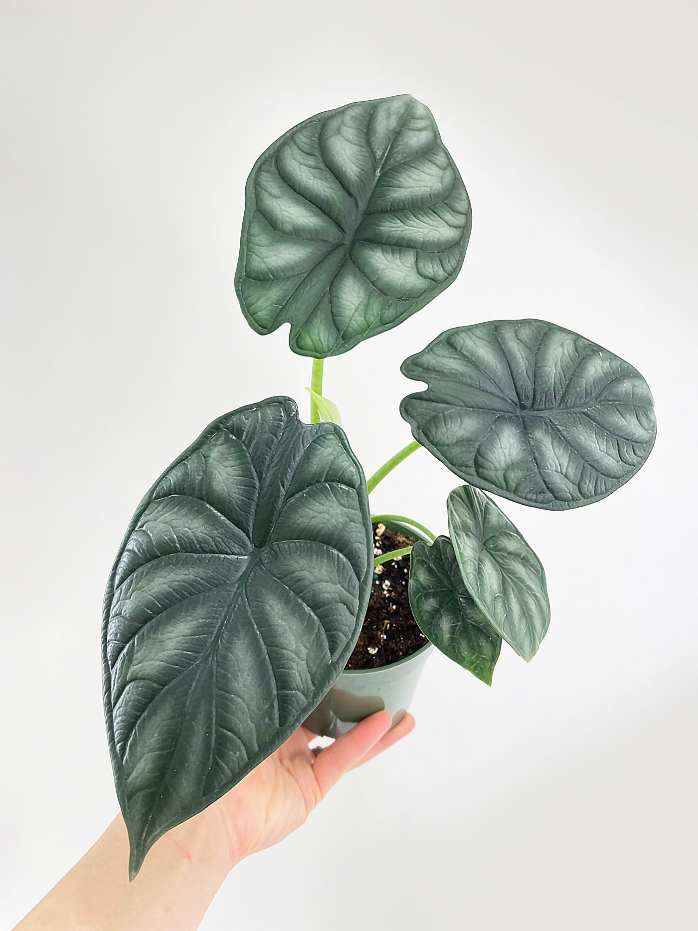 Alocasia Baginda 'Dragon Scale' - Bumble Plants