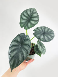 Alocasia Baginda 'Dragon Scale' - Bumble Plants