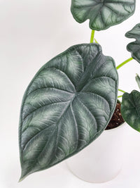 Alocasia Baginda 'Dragon Scale' - Bumble Plants