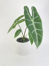 Alocasia Dragon Tooth Longiloba - Bumble Plants