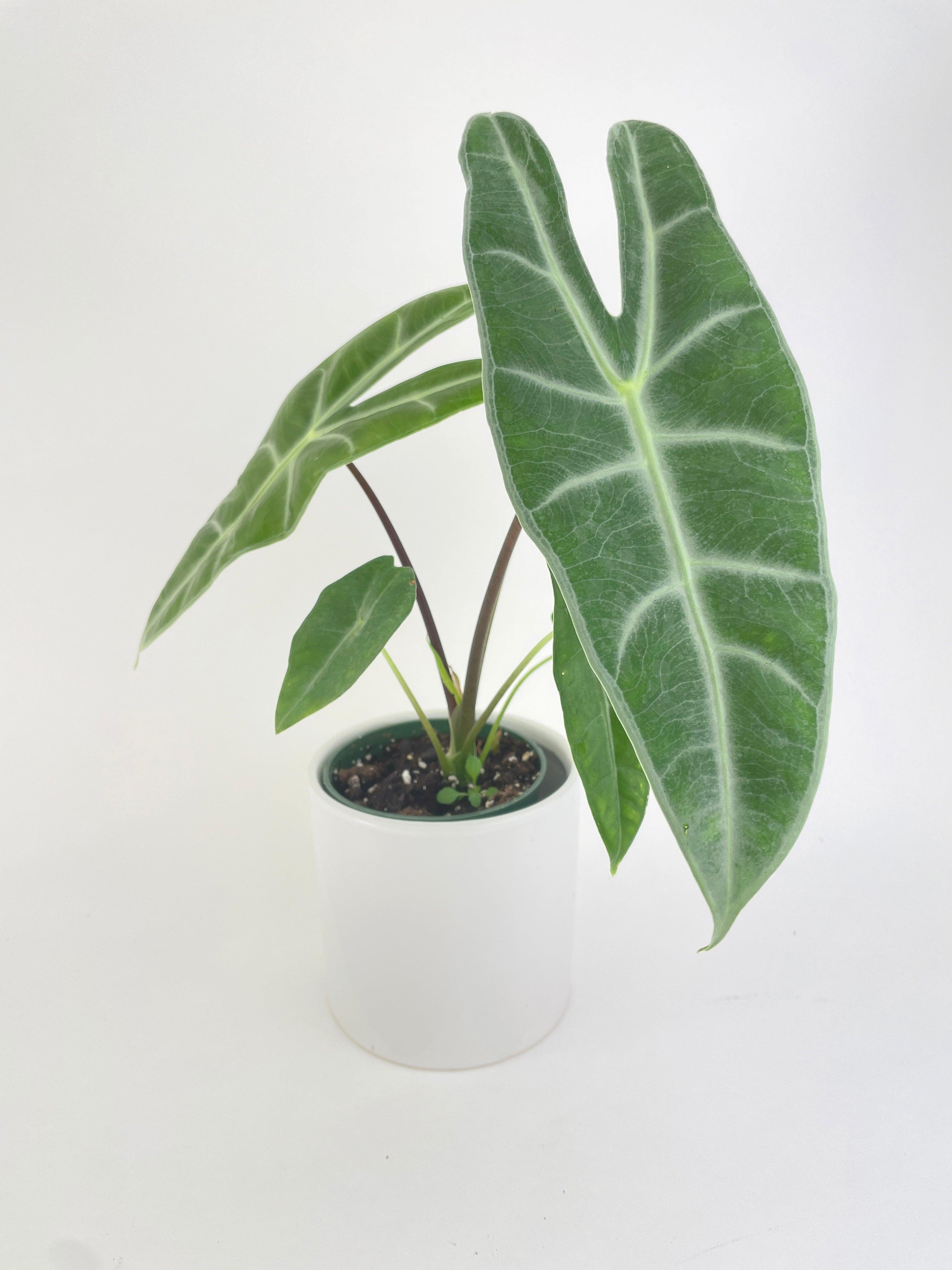 Alocasia Dragon Tooth Longiloba - Bumble Plants