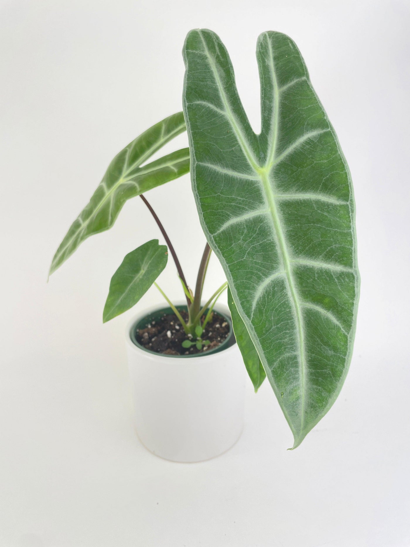 dragon tooth succulent Live Alocasia Dragon Tooth Longiloba