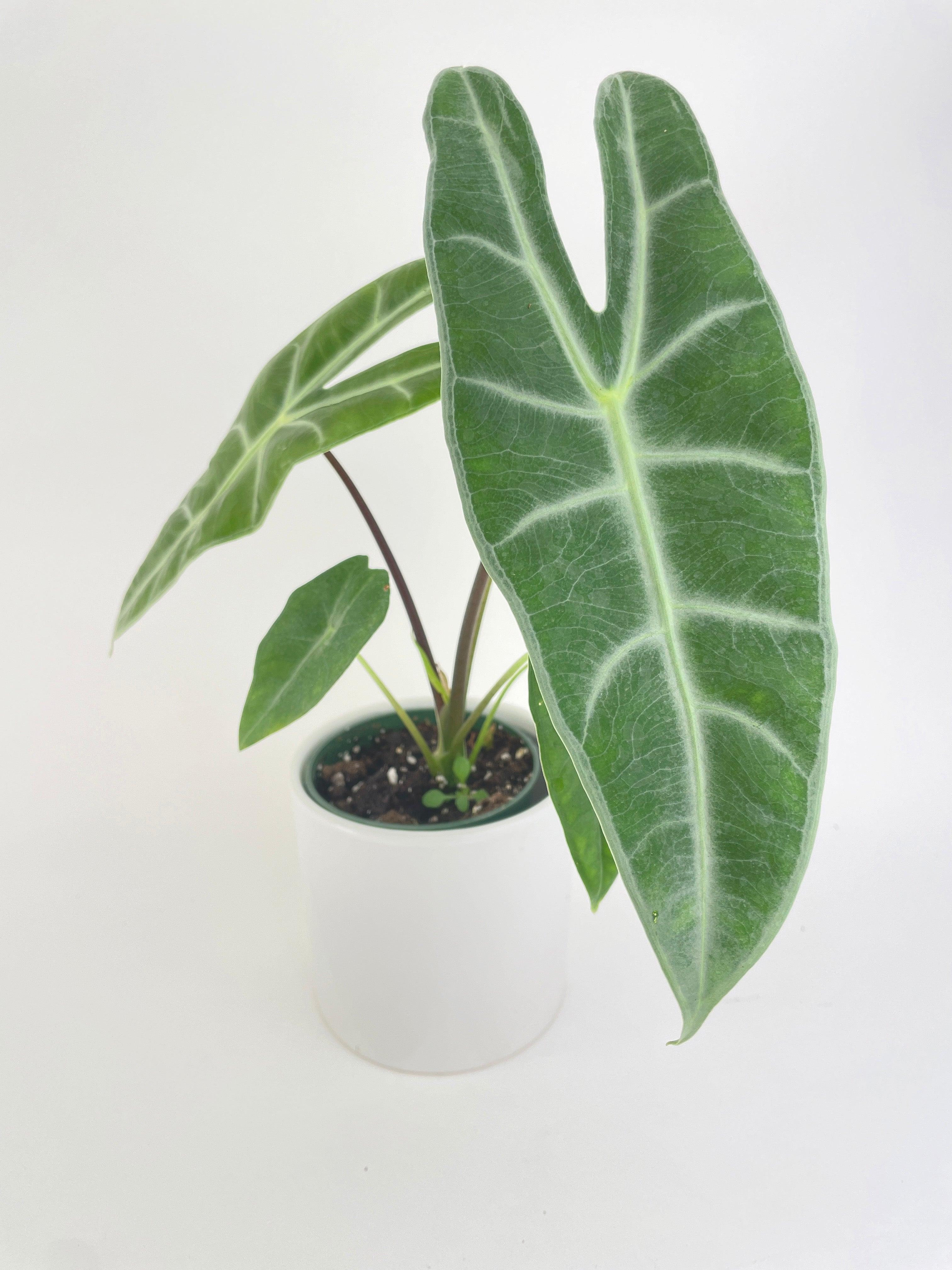 Alocasia Dragon Tooth Longiloba - Bumble Plants