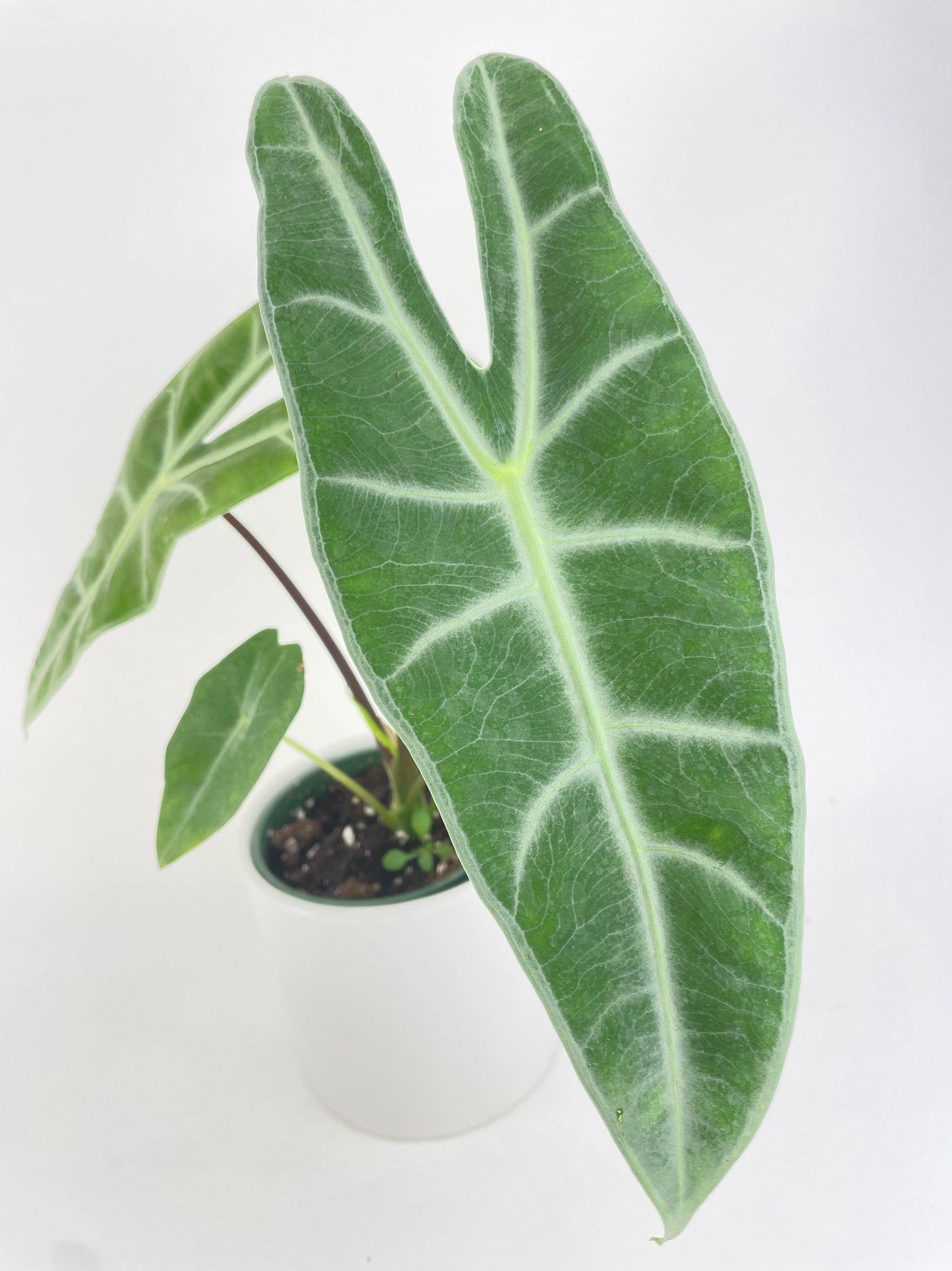 Alocasia Dragon Tooth Longiloba - Bumble Plants