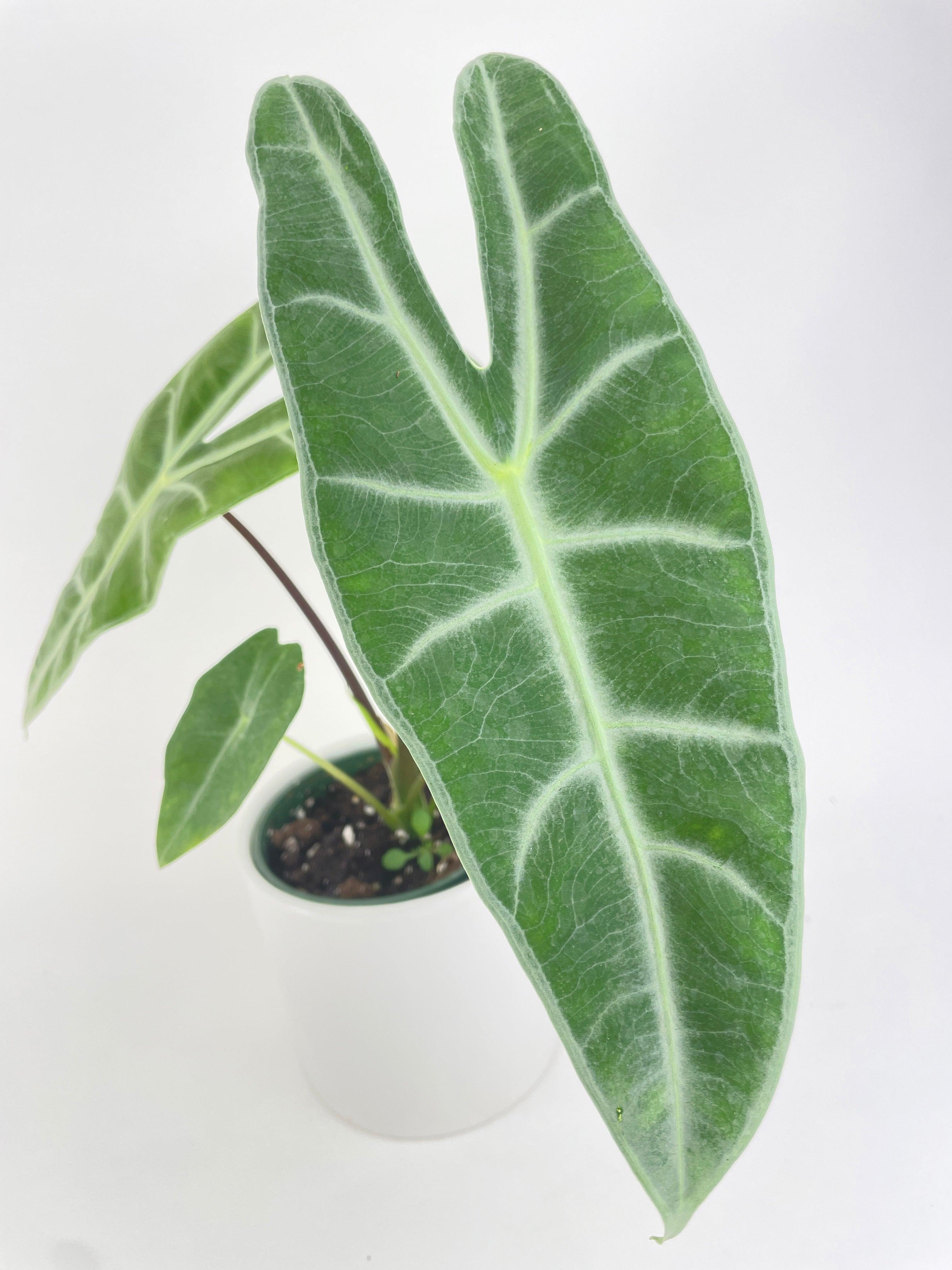 Alocasia Dragon Tooth Longiloba - Bumble Plants