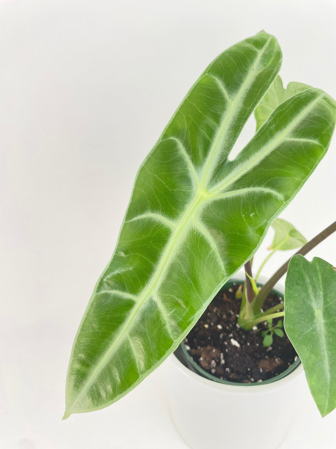 dragon tooth succulent Alocasia Dragon Tooth Longiloba