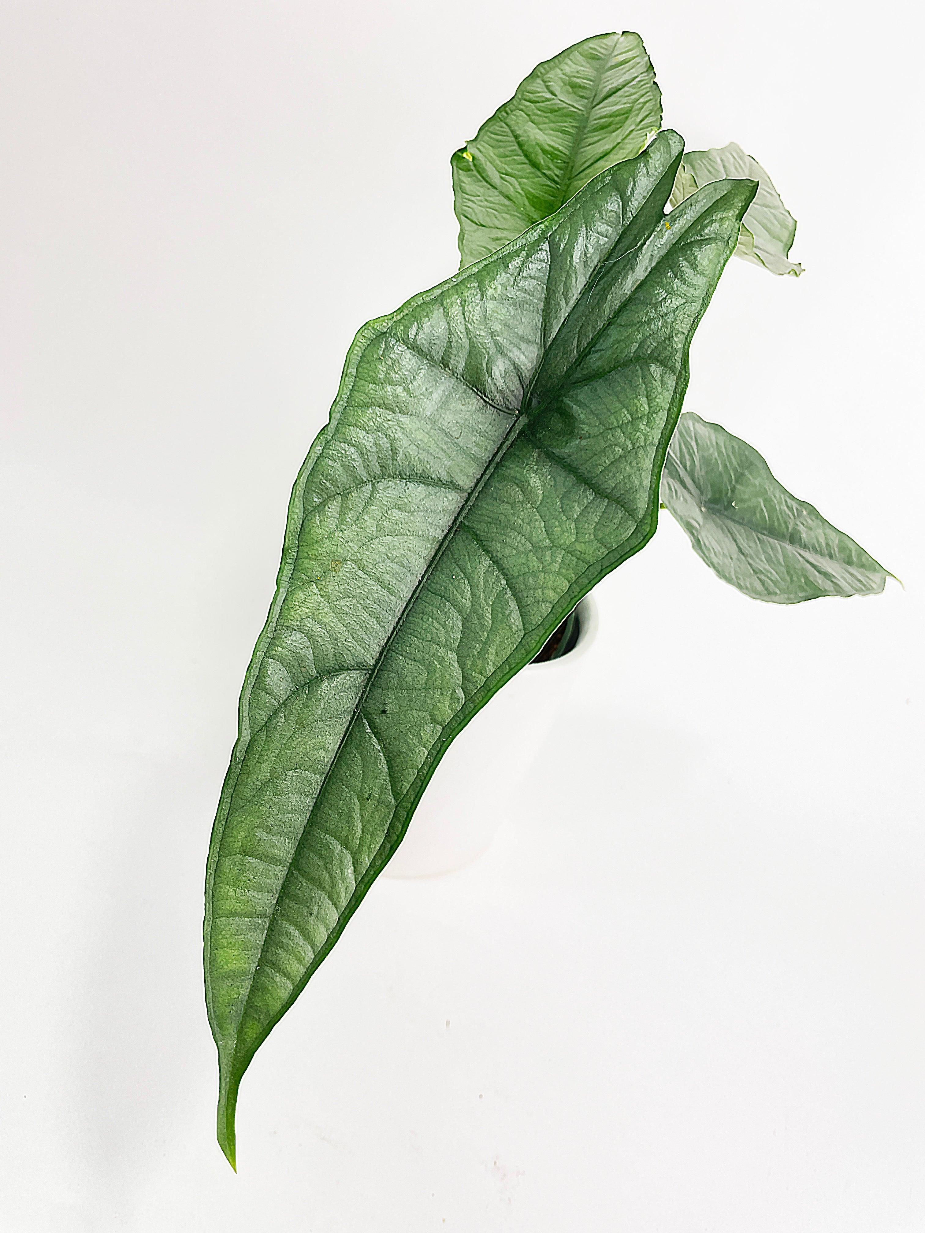 Alocasia Heterophylla Silver 'Dragon's Breath - Bumble Plants