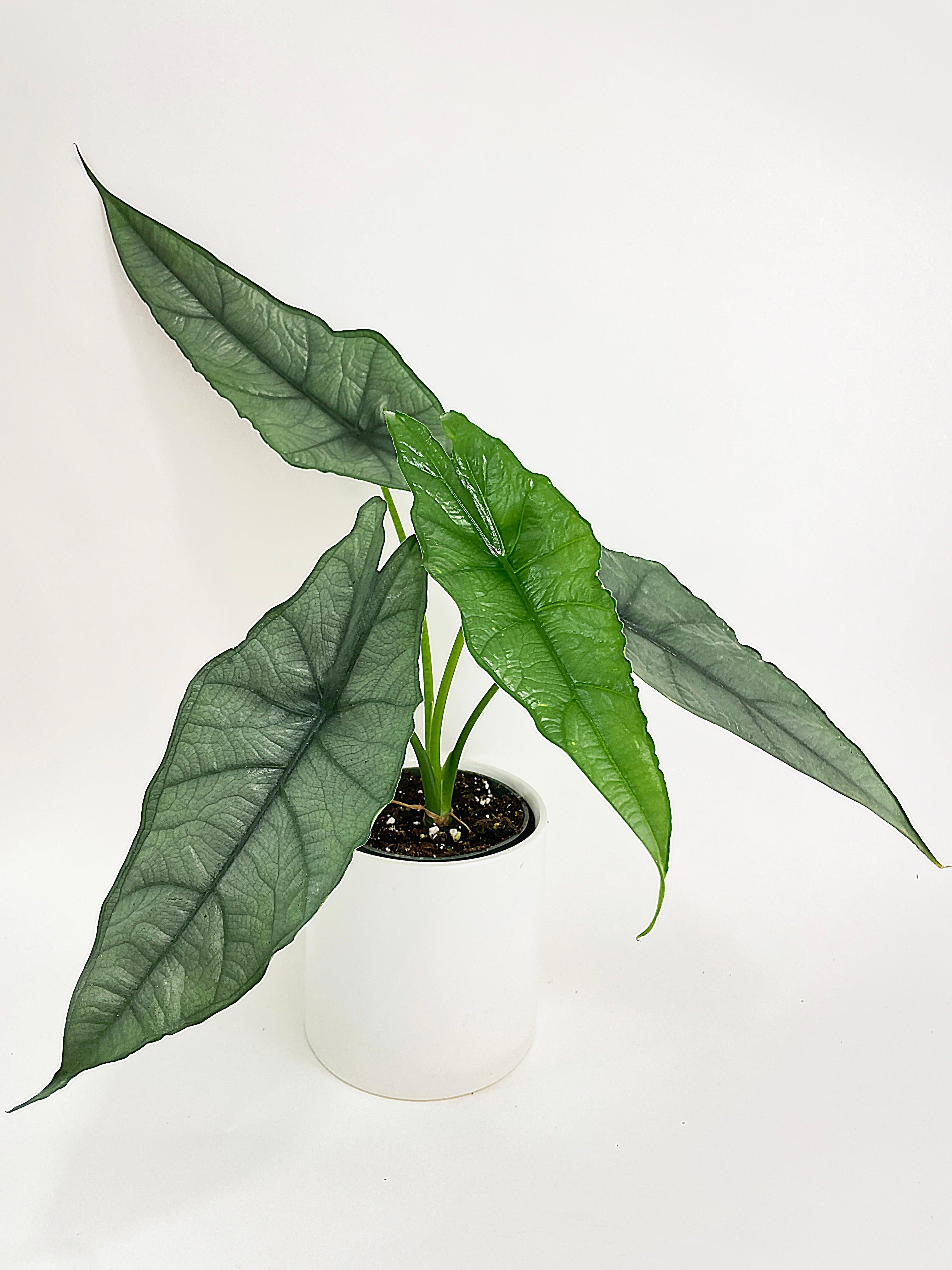 Alocasia Heterophylla Silver 'Dragon's Breath - Bumble Plants