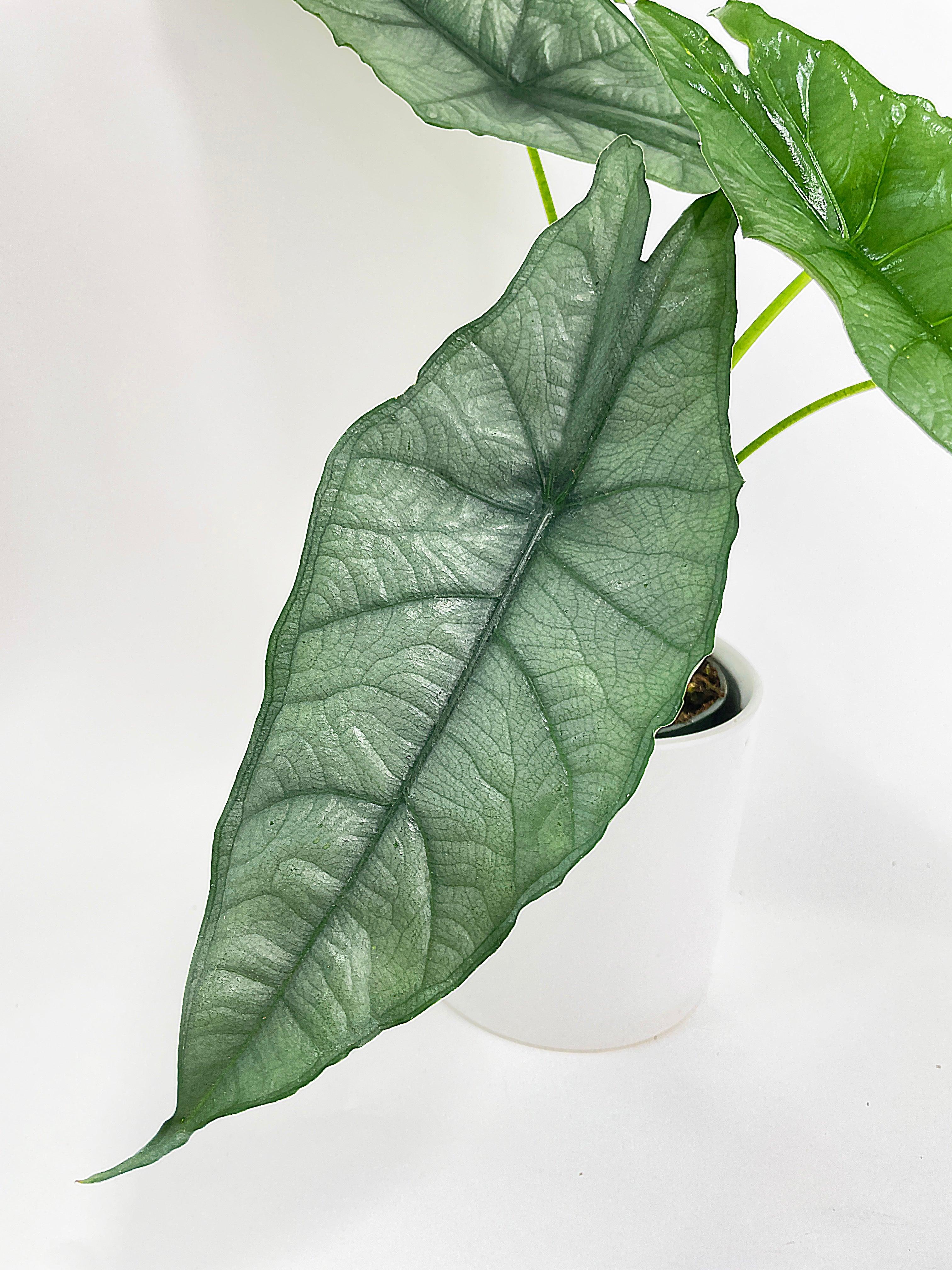 Alocasia Heterophylla Silver 'Dragon's Breath - Bumble Plants