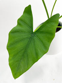 Alocasia Puber 'Green Goddess' - Bumble Plants