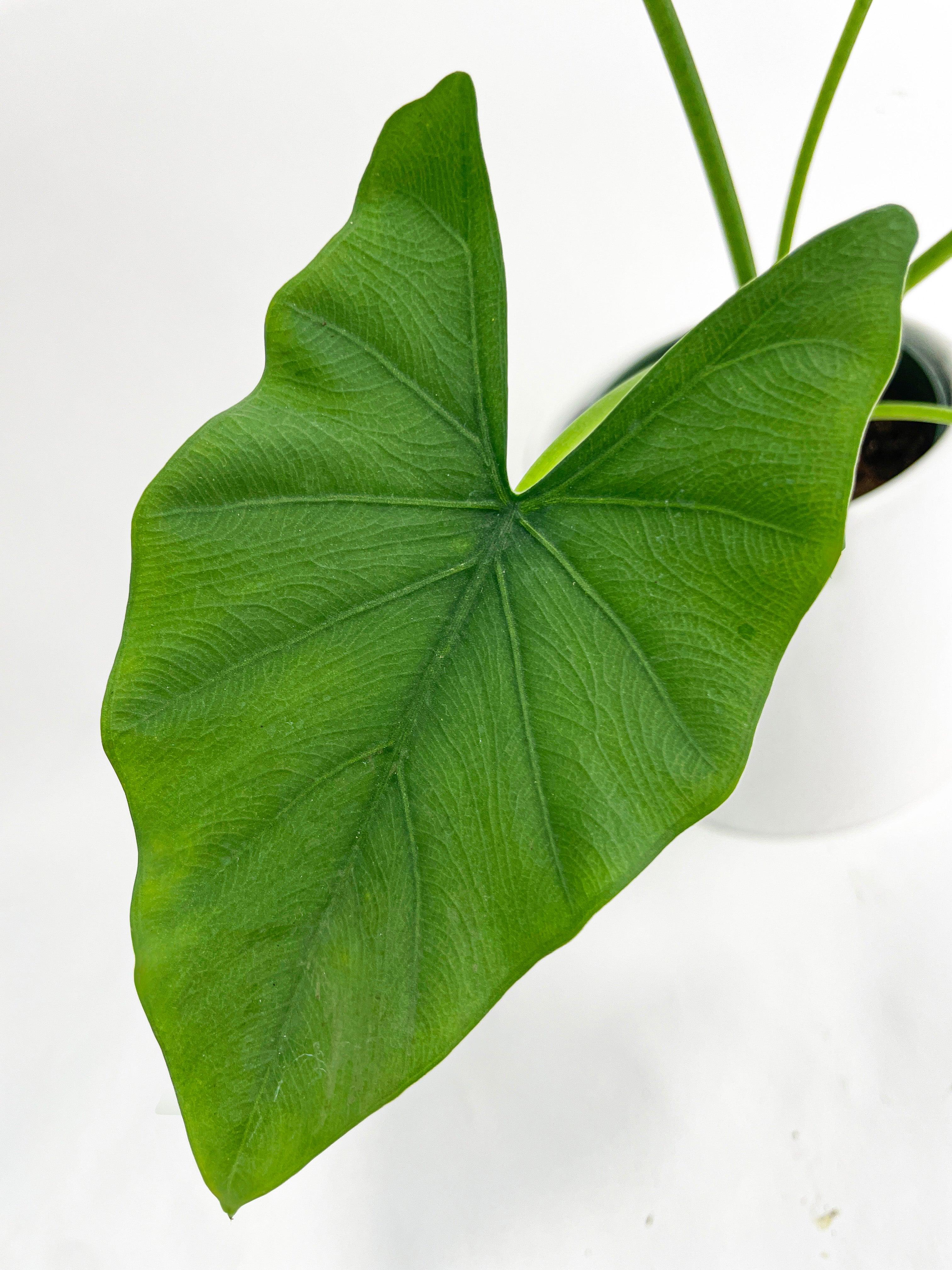 Alocasia Puber 'Green Goddess' - Bumble Plants