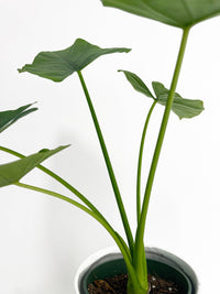 Alocasia Puber 'Green Goddess' - Bumble Plants
