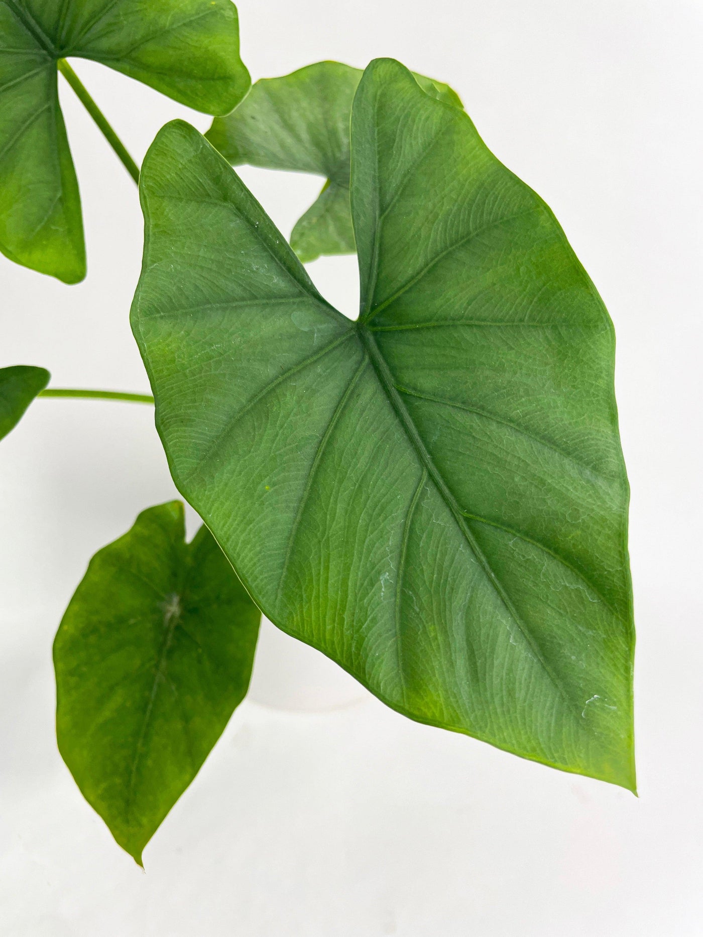 Alocasia Puber 'Green Goddess' - Bumble Plants